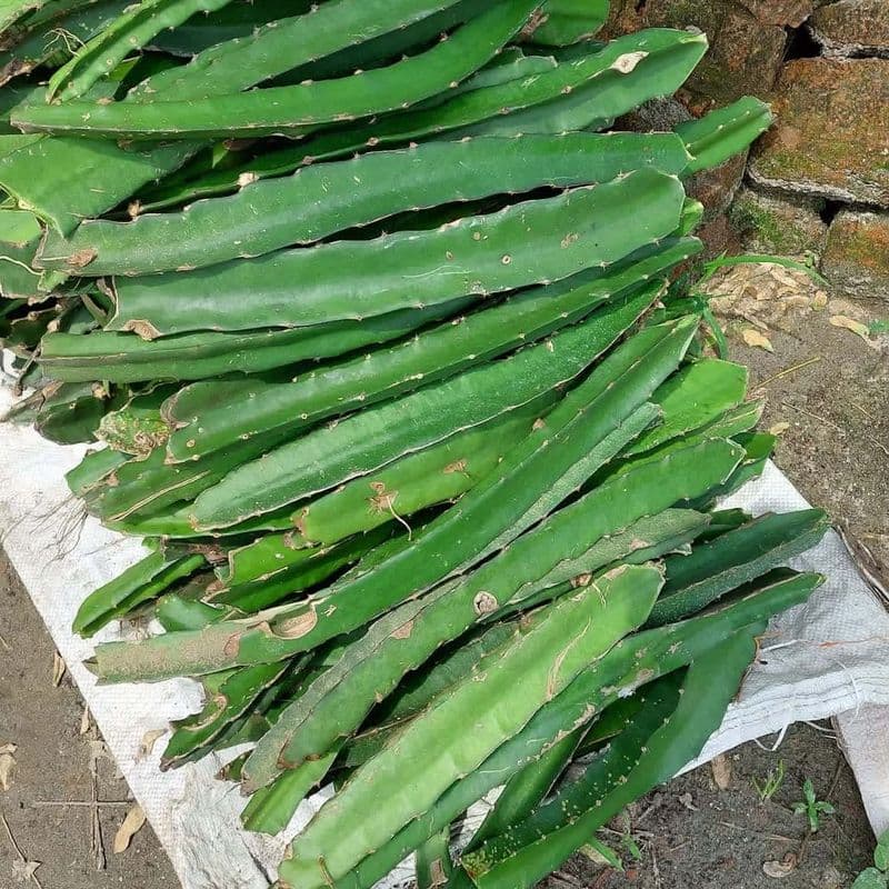 Dragon Fruit Seedling