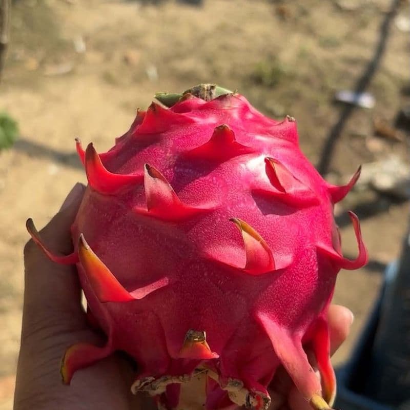 Dragon Fruit