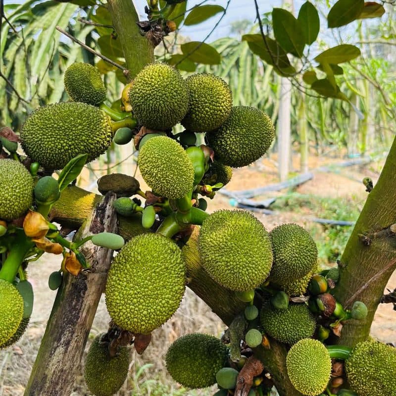 Thai All-Season Jackfruit (Raw, Unripe)