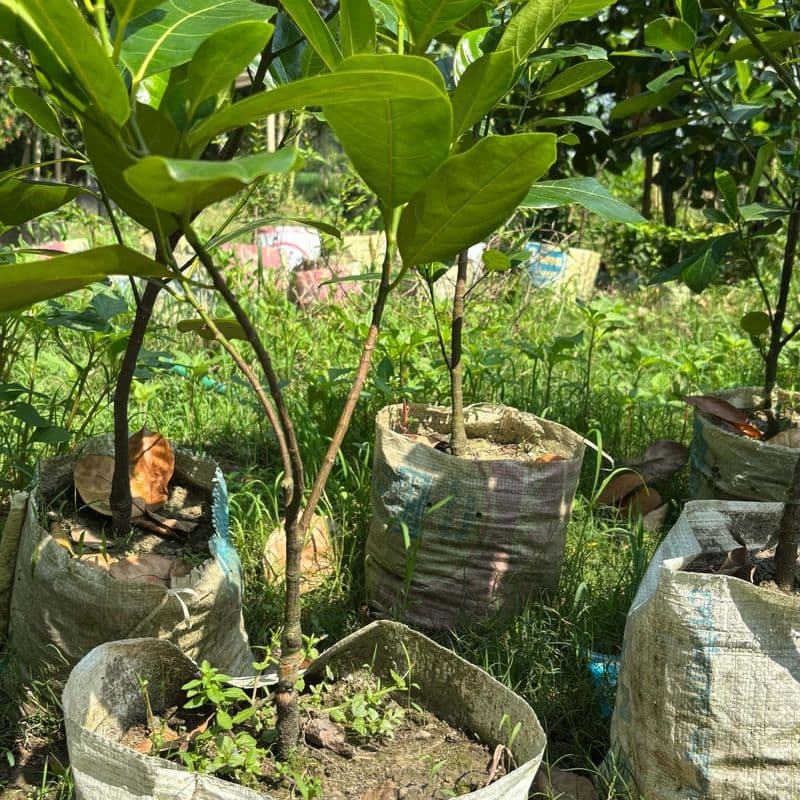 Thai All-Season Jackfruit Seedling (2 ft)
